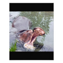 Funny Hippopotamus Photography Custom Announcement