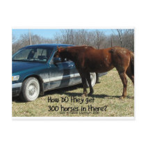 Funny Horse "300 Horse" Post Card