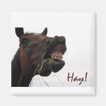 Funny Horse: Hay! Fridge Magnets