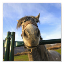 Funny Horse Photo Art