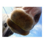 Funny Horse Postcard postcards