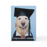 Funny Lab Graduation cards