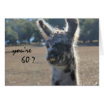 Funny Llama Birthday, 60th, Over the Hill Greeting Card