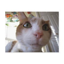 Funny Mookie Cat Close Up Photo Postcards