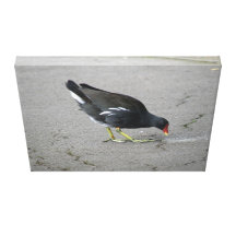 Funny Moorhen Take a Bow Canvas Print