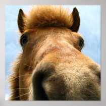 Funny Pony Head Nudging You Closeup Posters