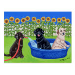 Funny Pool Party Labradors Postcards