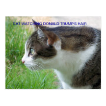 Funny Postcard: Cat Watching Donald Trump's Hair