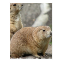 Funny Prairie Dogs Postcard