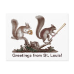 Funny Rally Squirrel Greetings from St. Louis!