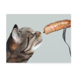 Funny Sausage Cat Postcard