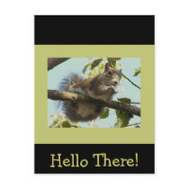 Funny Squirrel Postcards