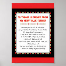 Funny Things I Learned From My Kerry Blue Terrier Posters