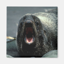 Fur Seal Fridge Magnets