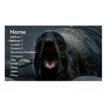 Fur Seal Portrait Business Cards
