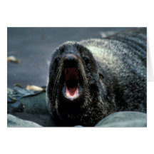 Fur Seal Portrait Card