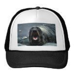 Fur Seal Portrait Mesh Hat
