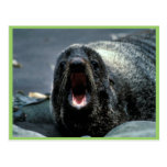 Fur Seal Portrait Post Card