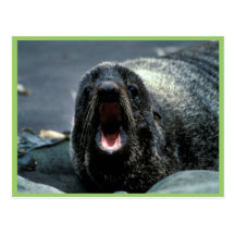 Fur Seal Portrait Post Card