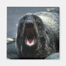 Fur Seal Portrait Refrigerator Magnet
