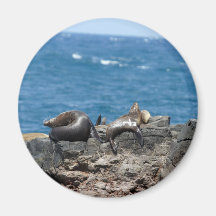 Fur Seals Phillip Island Refrigerator Magnets