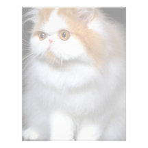 Furry Feline Letterhead