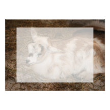 Furry small goat doeling baby invite
