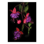Fuschia Blossoms on Black Cards