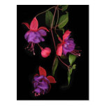 Fuschia Blossoms on Black Post Card