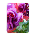 Fuschia Duo magnets