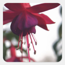 Fuschia Stickers