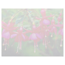 Fuschias  flowers personalized letterhead