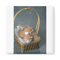 Fuzz Balls Fridge Magnet