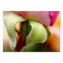 Fuzzy Greeting Cards