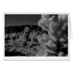 "Fuzzy Pine" Greeting Cards