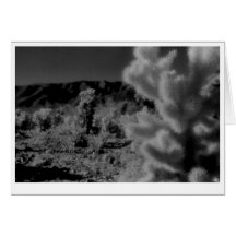 "Fuzzy Pine" Greeting Cards