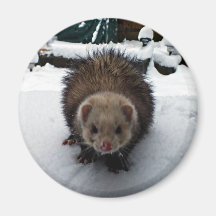 Fuzzy The Great Fridge Magnets