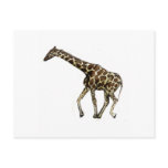 G is for Giraffe