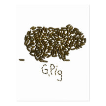 "G. Pig" with Classic Guinea Pig Postcards