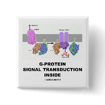 G-Protein Signal Transduction Inside