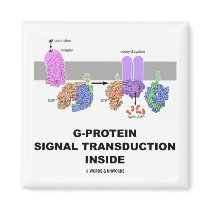 G-Protein Signal Transduction Inside