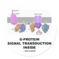 G-Protein Signal Transduction Inside