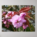 Gaeshi Cherry Blossom Print