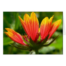 Gaillardia BACKLIT Greeting Card