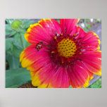 Gaillardia et coccinelle affiche
