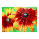 Gaillardia Flower Greeting Cards