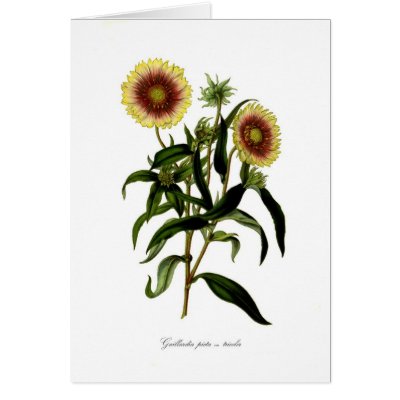 Gaillardia picta var tricolor cards by Botany_Boy