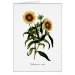 Gaillardia picta var tricolor cards