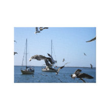 Gaivotas1 Toiles Tendues