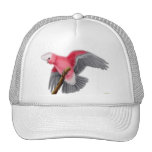 Galah Cockatoo Hat